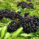 Kim Hageman - @poppysorganicfarm - Instagram