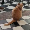 Kimberly Hallam - @kimberly.hallam - TikTok