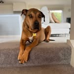 Kim Halpin - @thezigstar - Instagram