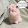 햄토리 - @kimhambyo - TikTok