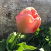 Kim Hamer - @missbmom1 - TikTok