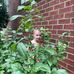 Kim Harbison - Facebook