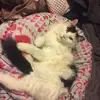 Kim Hassell - @kim.hassell - TikTok