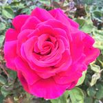 Kim Howells - @khowells1 - Instagram