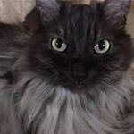 Kim Hoyer Macnaughton - @kmacslv4animals - Instagram