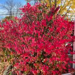 Kim Isaacson - @isaacsonkim - Instagram