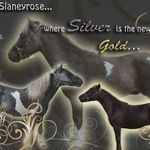 Kim Jackman - @slaneyrose_miniature_horses_ - Instagram