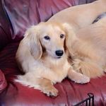 Kim Jackman dipCAPBT - @slaney_pet_behaviour - Instagram