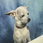 Ian Kim Judd - @ikjfomo - Instagram