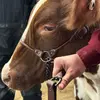Kiplinger - @kiplingerfamilyranch - TikTok