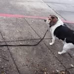 Kim KimBrell - @boxerbug24 - Instagram
