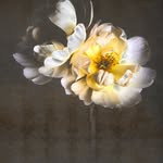Kim Knott - @kimknottbotanical - Instagram