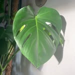 Kim Kruse - @kims_plants_and_planets - Instagram
