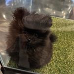 블랙포메라니안 | 김래키 ☪︎·̩͙ - @kim_lackey_ - Instagram
