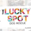 kimladd - @luckyspotdogrescue - TikTok