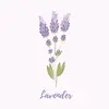 kim_.lavender - @kim_.lavender - TikTok