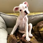 Kim Lerner Fries - @the_great_white_walt - Instagram