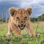 kimlewinsky - @kimlewinsky5 - Instagram
