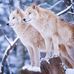 Kim Loomis - Facebook