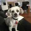 kimlopiccolo - @kimlopiccolo - TikTok