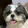 Tux - @kimlorence - TikTok