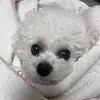 오늘의김럭키 - @kimluckybebe - TikTok