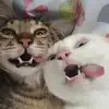 kimlum - @luvkim56 - TikTok