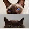 MarkusKimSheldon - @markus.kim - TikTok