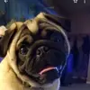 Kim Mccafferty-Roberts - @pugs.not.drugs4 - TikTok
