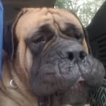 Kim Mcfarlane - @ckmastiff - Instagram