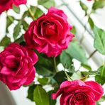 Kim Meyer - Facebook