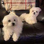 Kim Moats (our Mama) - @diesel_and_lexi - Instagram