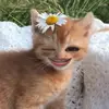 Chandanlee(◠‿◕) - @kimmucha_00 - TikTok