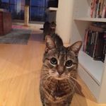 Kim Mullin - @thegin2020 - Instagram