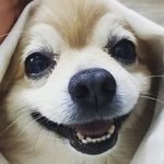 진해애견미용.개쵸코 pet style(애견.애묘 미용실) - @kimmunchae - Instagram