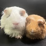 Kim's Piggies - @kim.piggies - Instagram