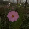 Yuna Kim5299 - @mlplayerkim_05 - TikTok