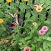 Kim Pomeroy - Facebook