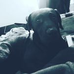 kim purcell - @abstrusrpython2 - Instagram