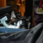 Kim A Pyatt - @kimapyatt - Instagram