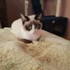 ms fabulous - @kimpyatt7 - TikTok