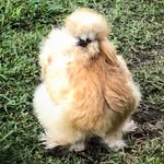 Kim Rocha - @sanantoniobackyardchickens - Instagram