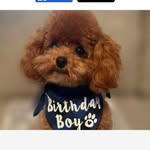 Kim Roof - @kimr.dogmom - Instagram