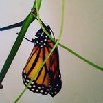 Kim - @kimsalerno - Instagram