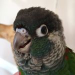 Kim Sales - @kimsperfectparakeets - Instagram