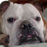 Kim Schaeffer - @shafe_dawg_1014 - Instagram