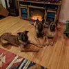 Kim Seabolt - @maligatormom2016 - TikTok