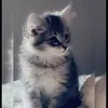 Kim See - @kimsee67 - TikTok