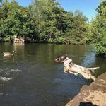 Kim Severn - Dog Trainer - @k7k9t - Instagram
