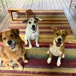 Kim Sheffield - @kim.sheffield - Instagram